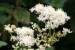 Meadowsweet